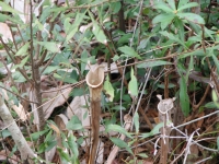 Old Pitcher Plant